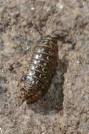 Imagem de Armadillidium pictum Brandt 1833