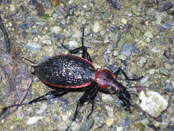 Image of Carabus (Coptolabrus) nankotaizanus Kano 1932