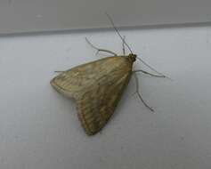 Image of Sitochroa Moth