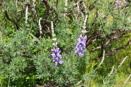 Image of silver lupine