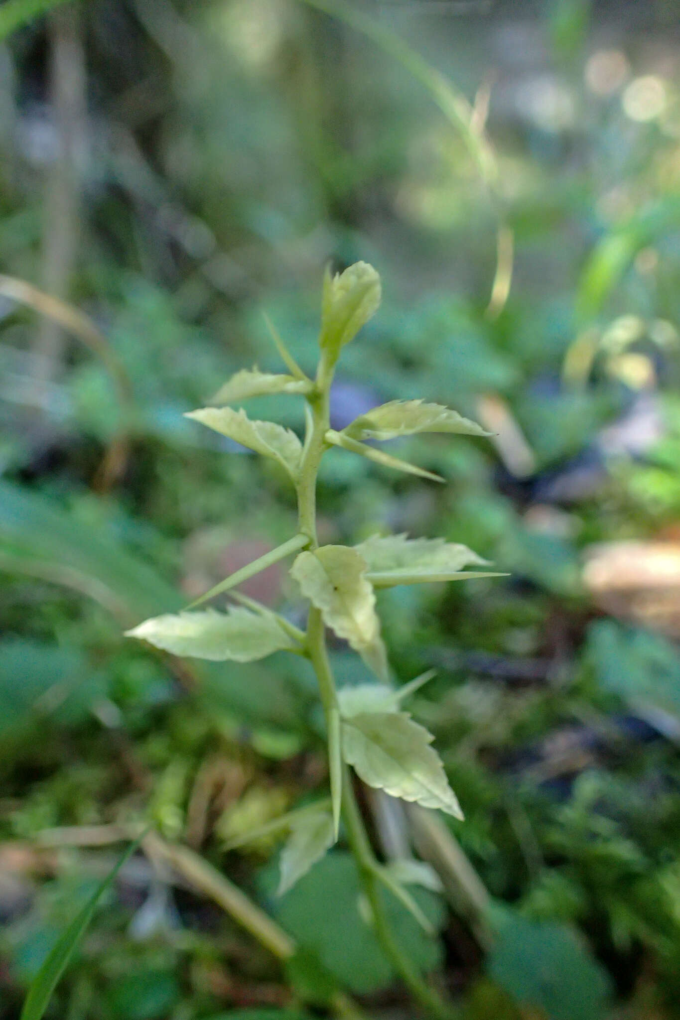 Image of Prinsepia scandens Hayata