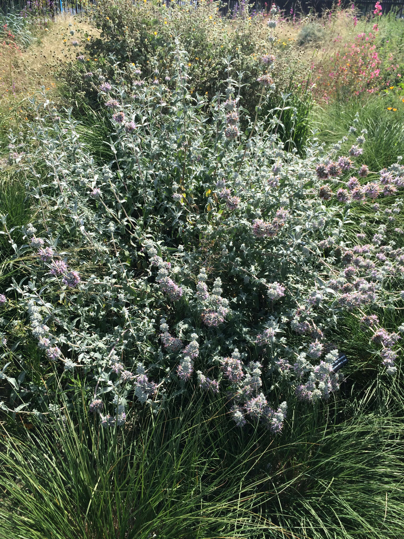 Image de Salvia leucophylla Greene