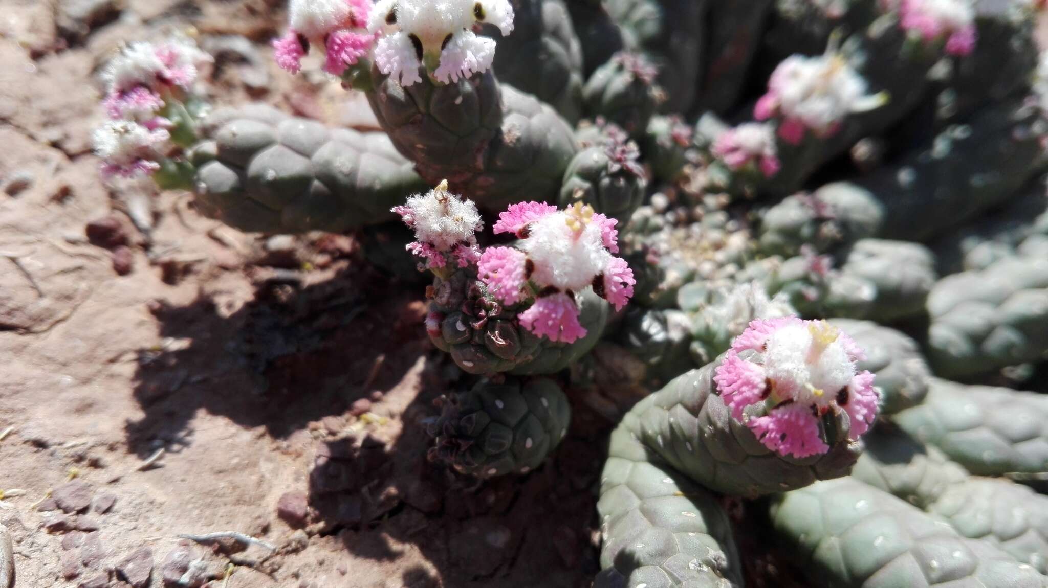 Image of Euphorbia inermis Mill.