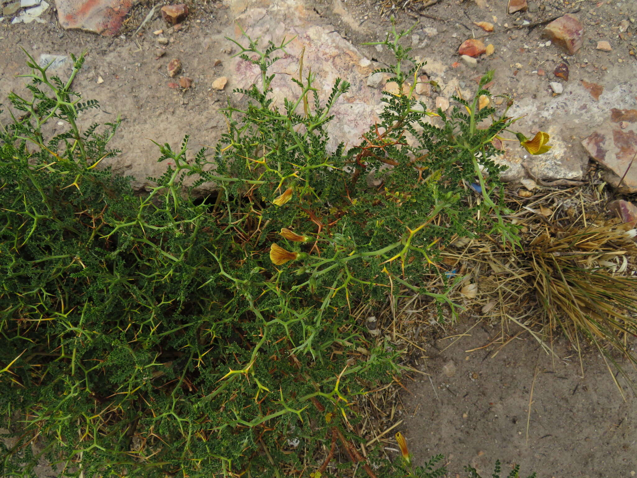 Image of Adesmia miraflorensis J. Remy