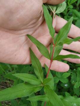 صورة Koenigia valerii (A. Skvorts.)