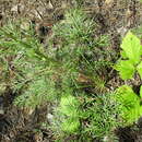 Image of Conioselinum longifolium Turcz.