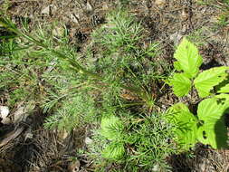 Image of Conioselinum longifolium Turcz.