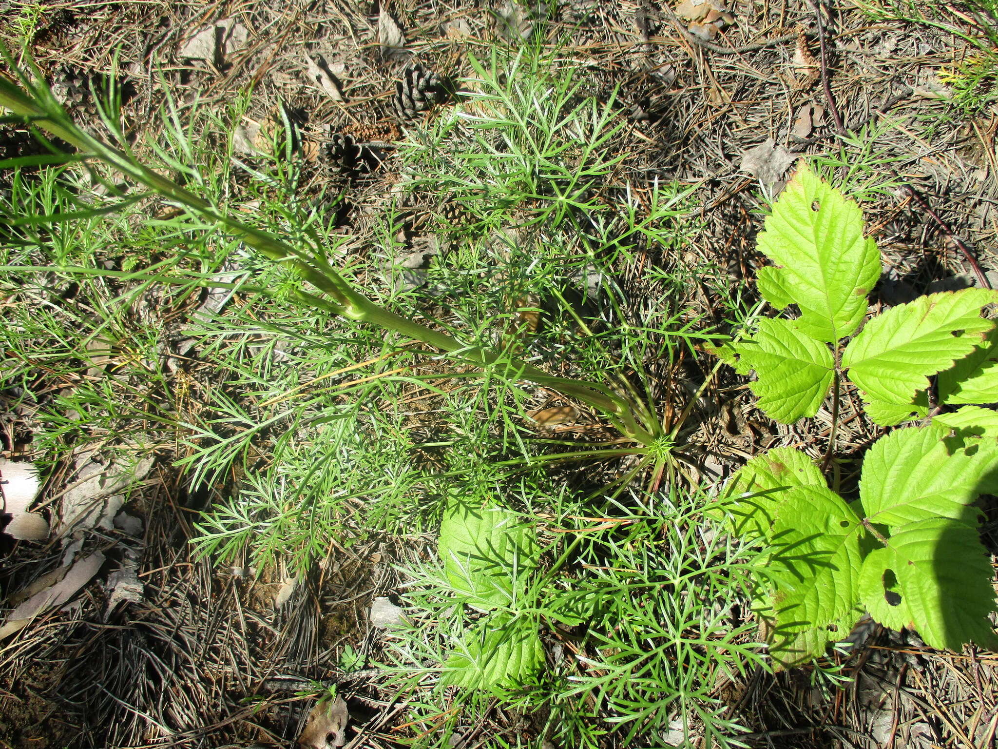 Conioselinum longifolium Turcz.的圖片