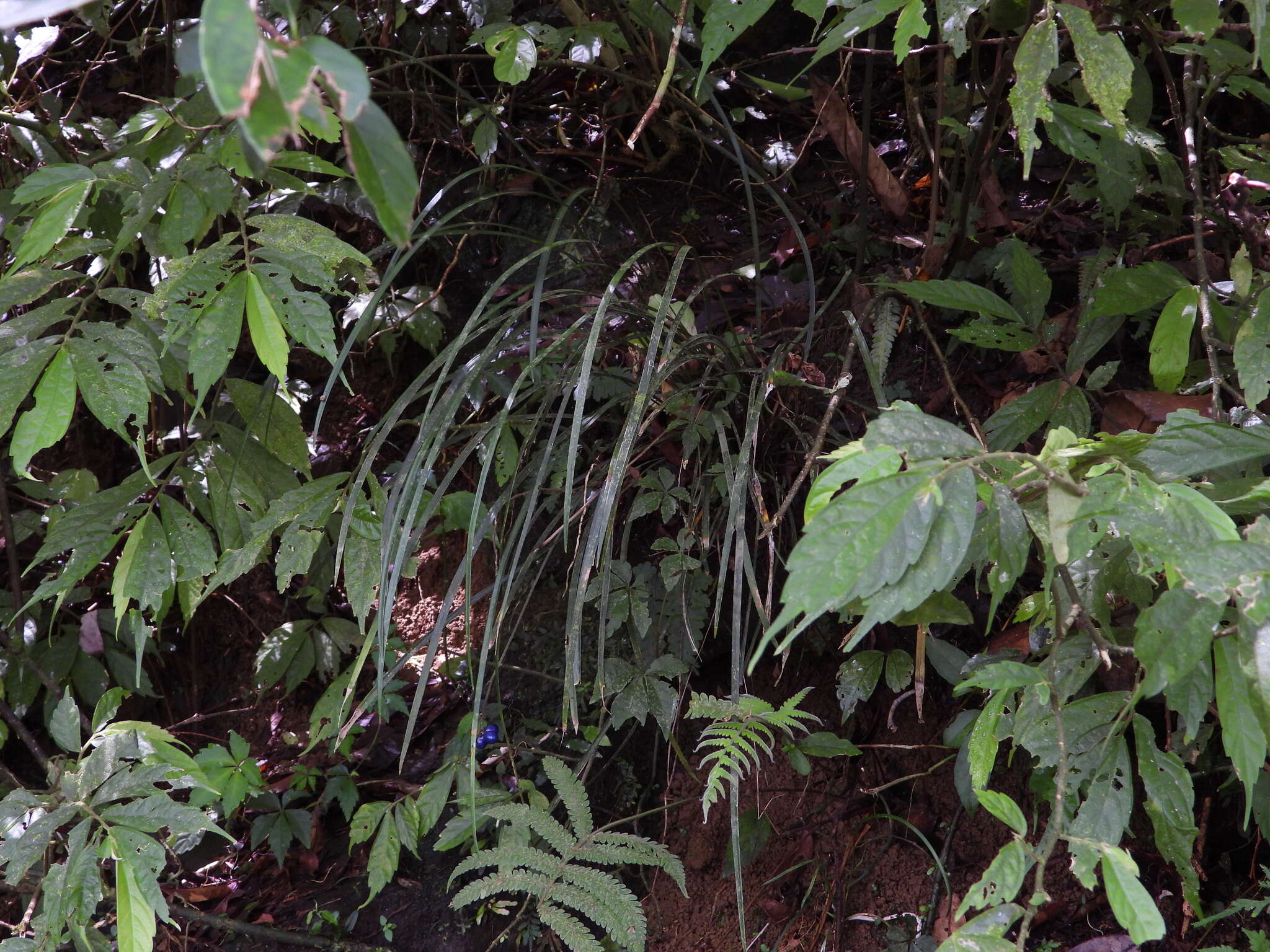 Image of Ophiopogon bodinieri H. Lév.