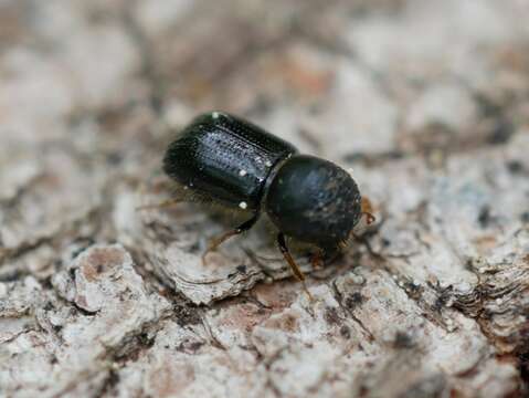 Image of Bark beetle