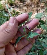 Image of Kunth's Evening-Primrose