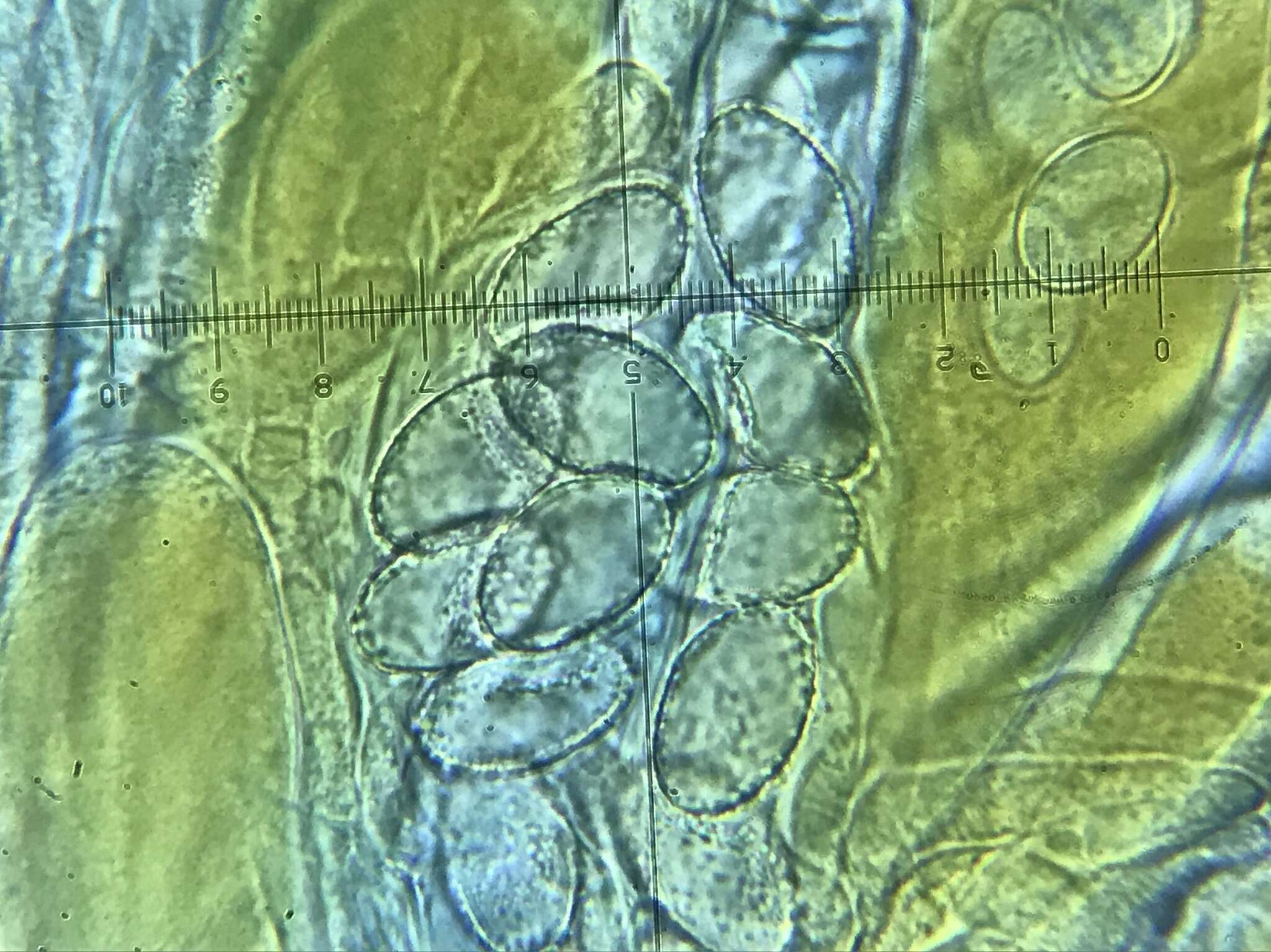 Iodophanus testaceus (Moug.) Korf 1967的圖片