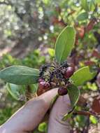 Sivun Arctostaphylos manzanita subsp. laevigata (Eastw.) Munz kuva