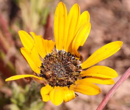 Image of Arctotis aspera L.