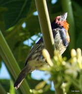 صورة Batis capensis hollidayi Clancey 1952