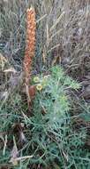 Image of Orobanche amethystea Thuill.