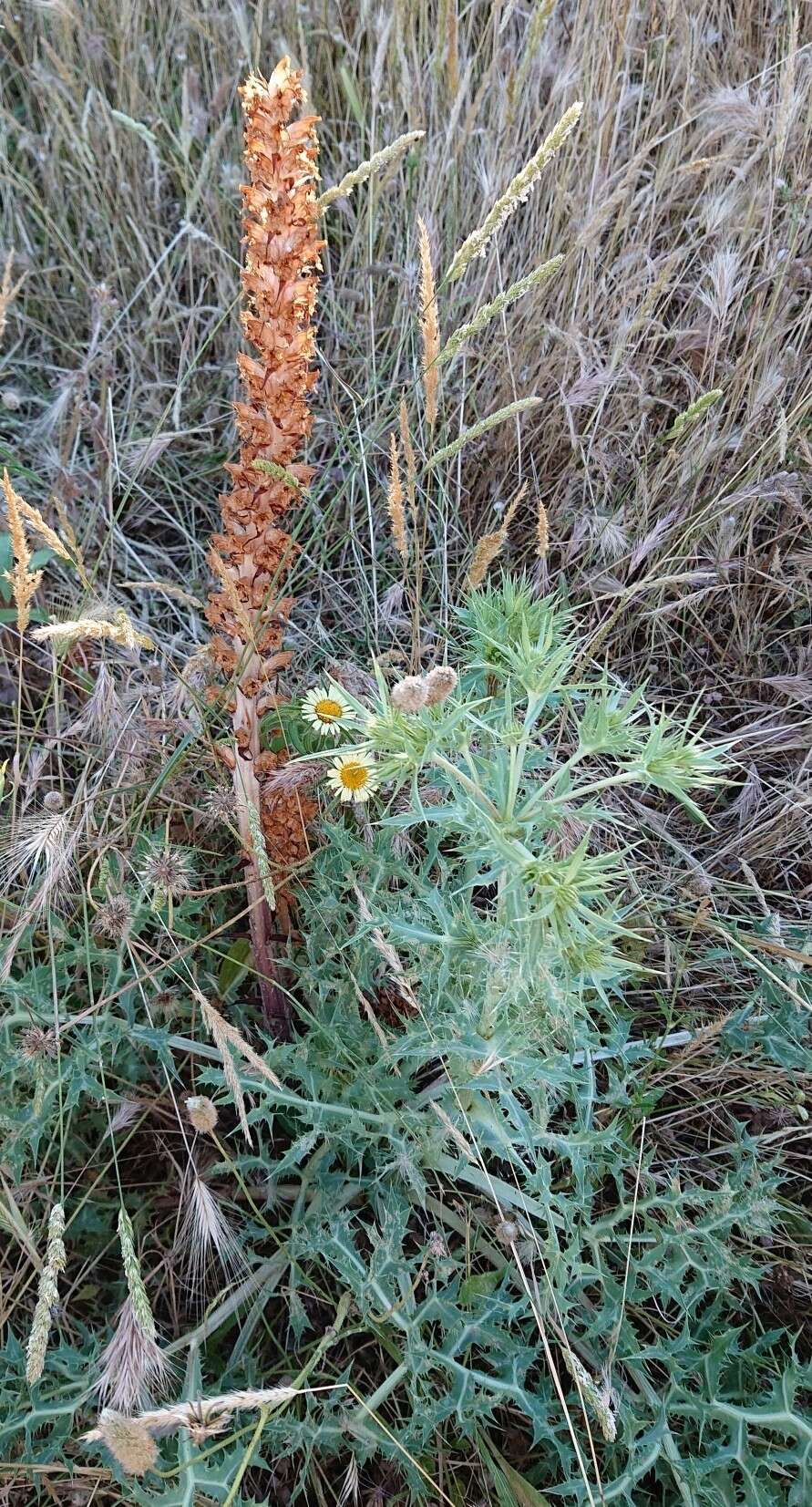 Imagem de Orobanche amethystea Thuill.