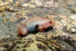 Image of Two-spaded Narrowmouth Toad