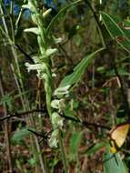 Image of Spiranthes sylvatica P. M. Br.