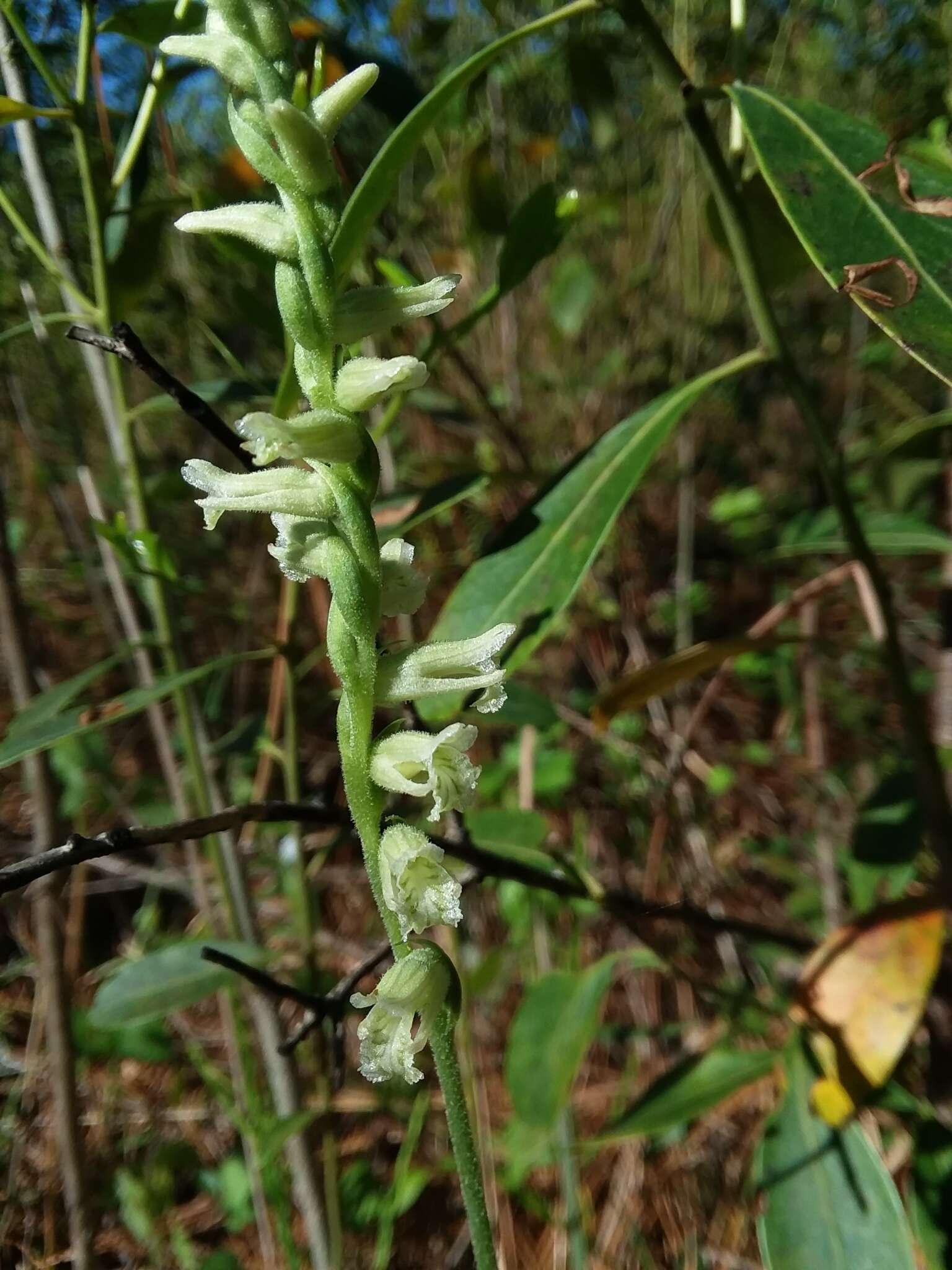 Image of Spiranthes sylvatica P. M. Br.