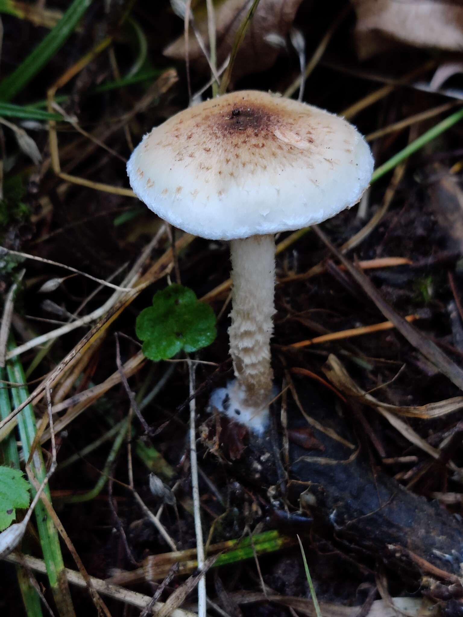 Image of Pholiota decorata (Murrill) A. H. Sm. & Hesler 1968