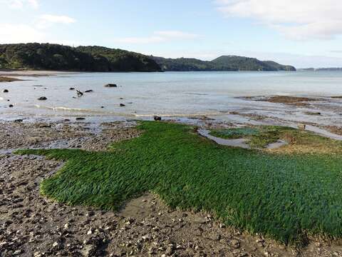 Image of Zostera novazelandica Setch.