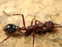 Image of Myrmecia comata Clark 1951