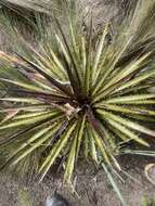 Image of Puya clava-herculis Mez & Sodiro