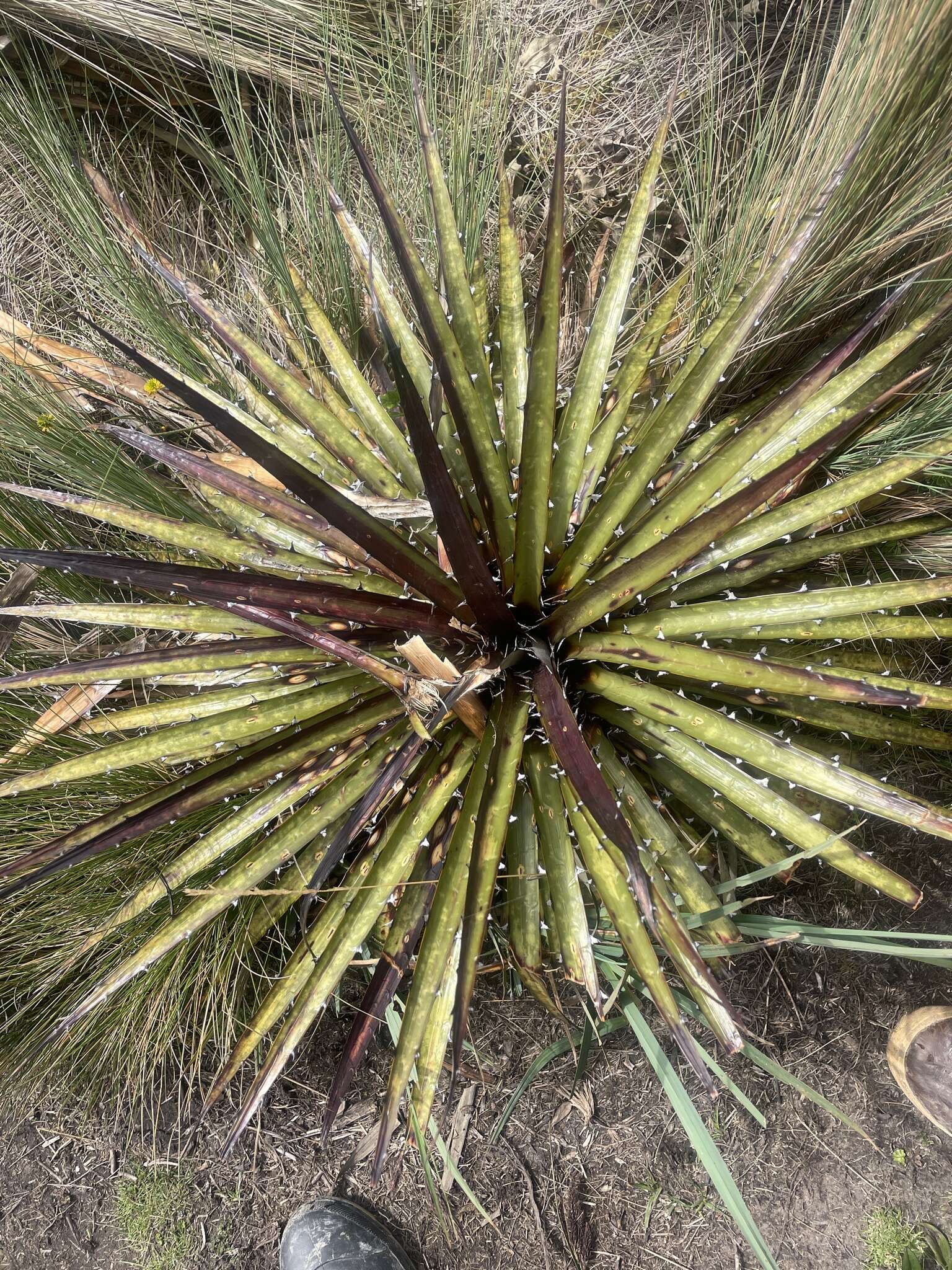 Image of Puya clava-herculis Mez & Sodiro