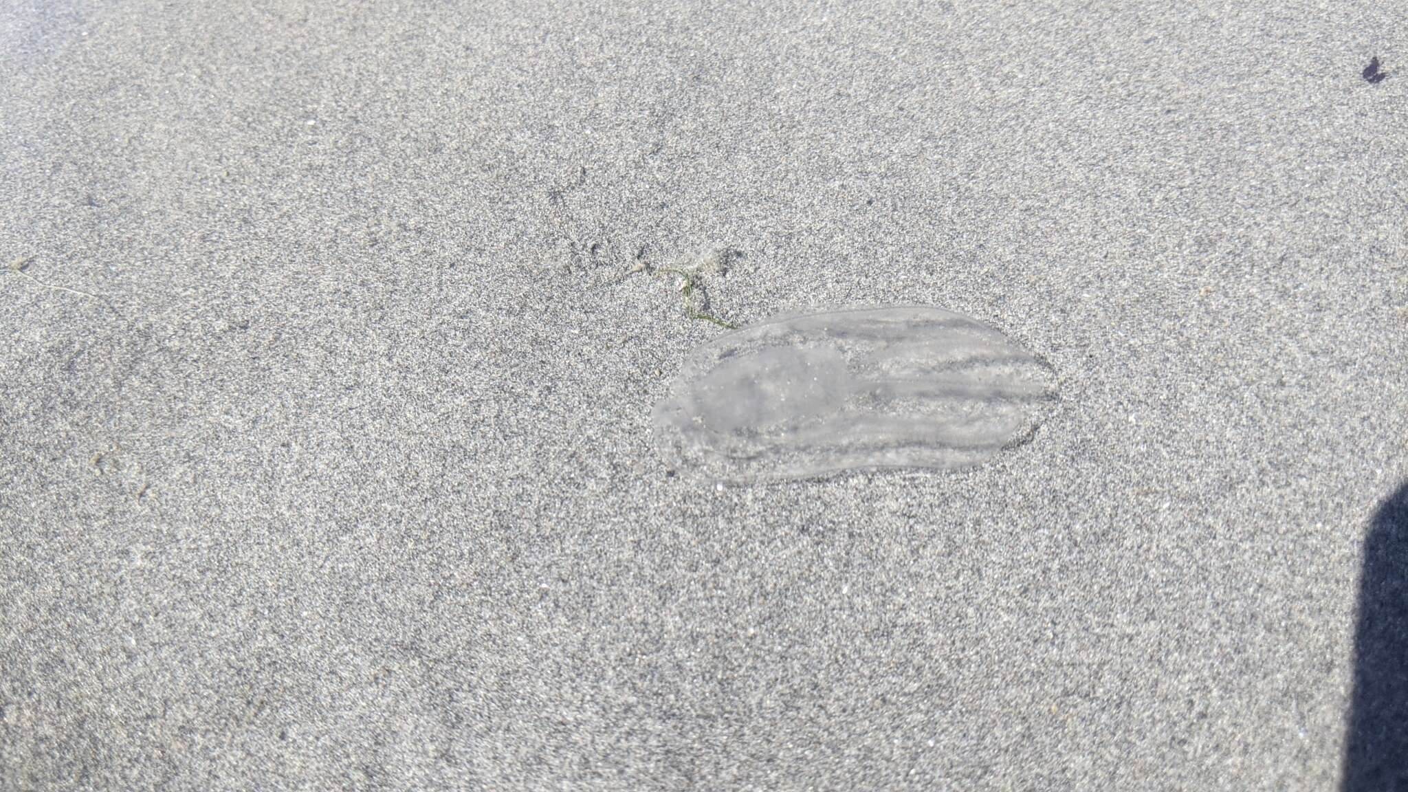 Image of short-lobed comb jelly