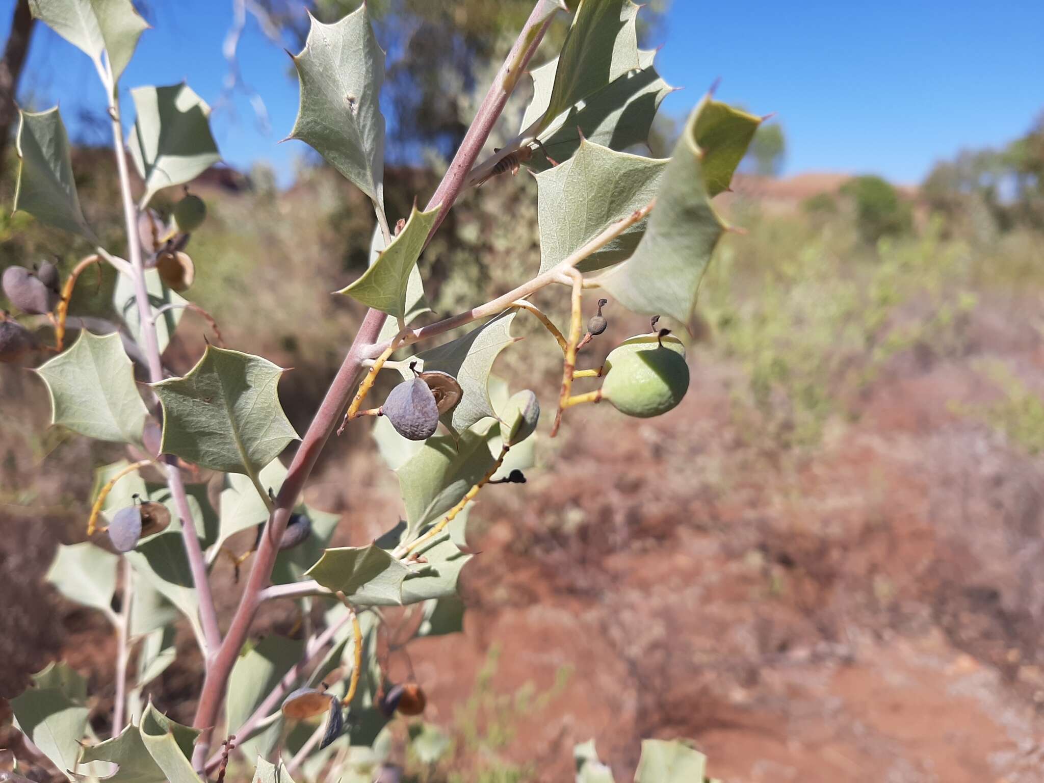 Image of Grevillea wickhamii Meissn.