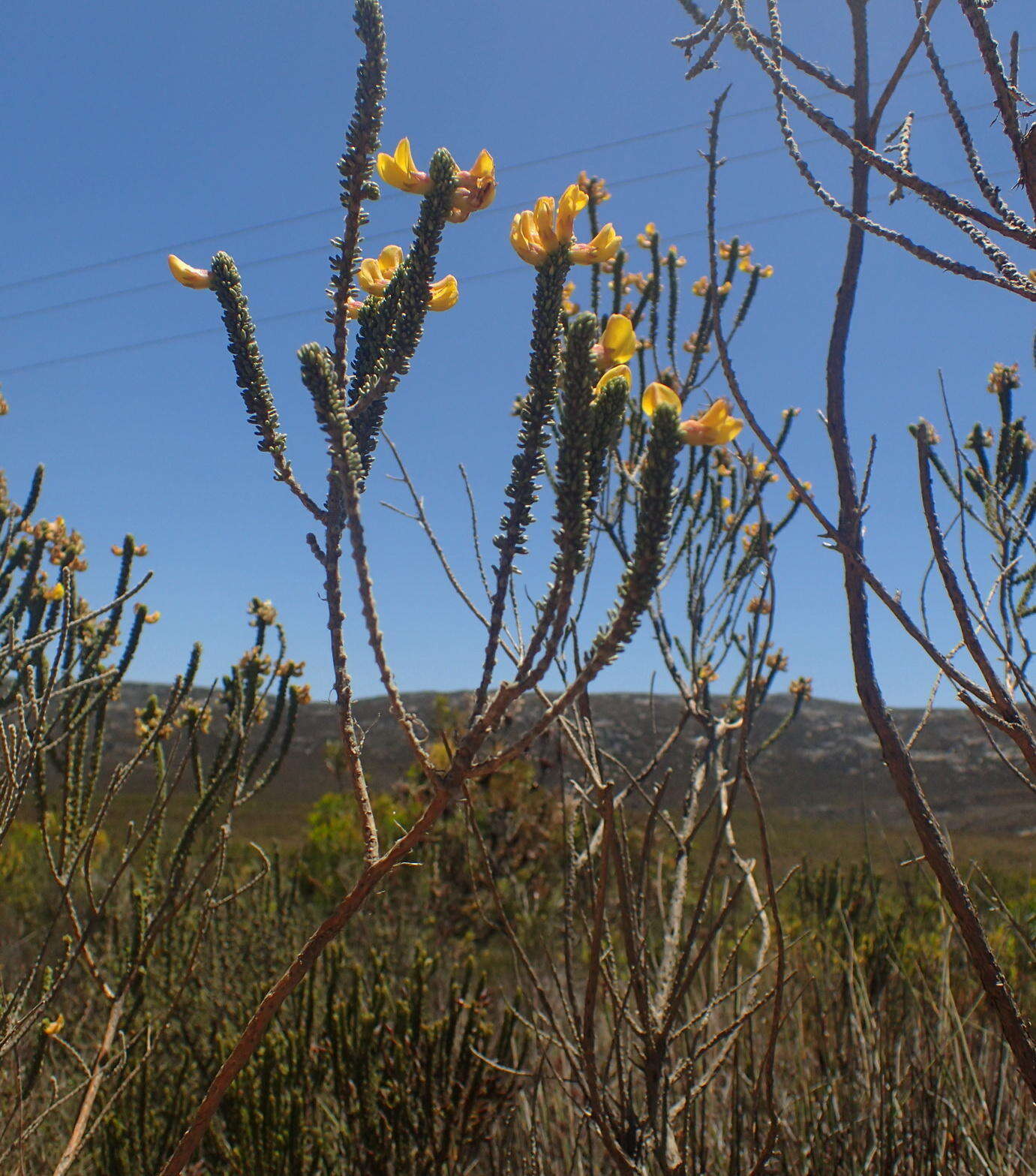 Image of Aspalathus pinguis subsp. pinguis