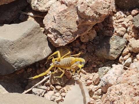 Image of Deathstalker scorpion