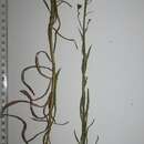 Image of Hieracium umbellatum subsp. filifolium (Üksip) Tzvel.
