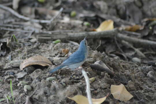 Image of Bicolored Conebill