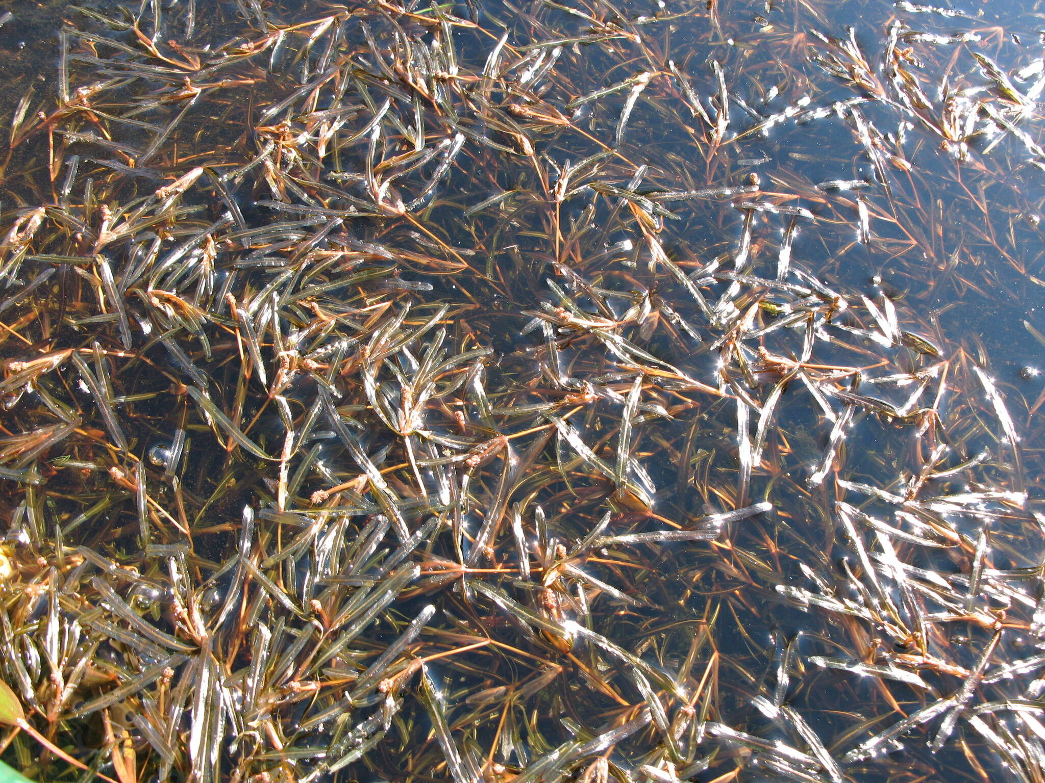 Image of Blunt-leaved Pondweed