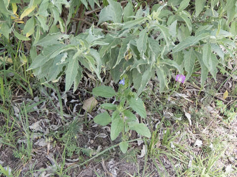 Image of Salvia hirsuta Jacq.