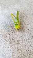 Image of Giant Katydid