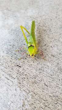 Image of Giant Katydid