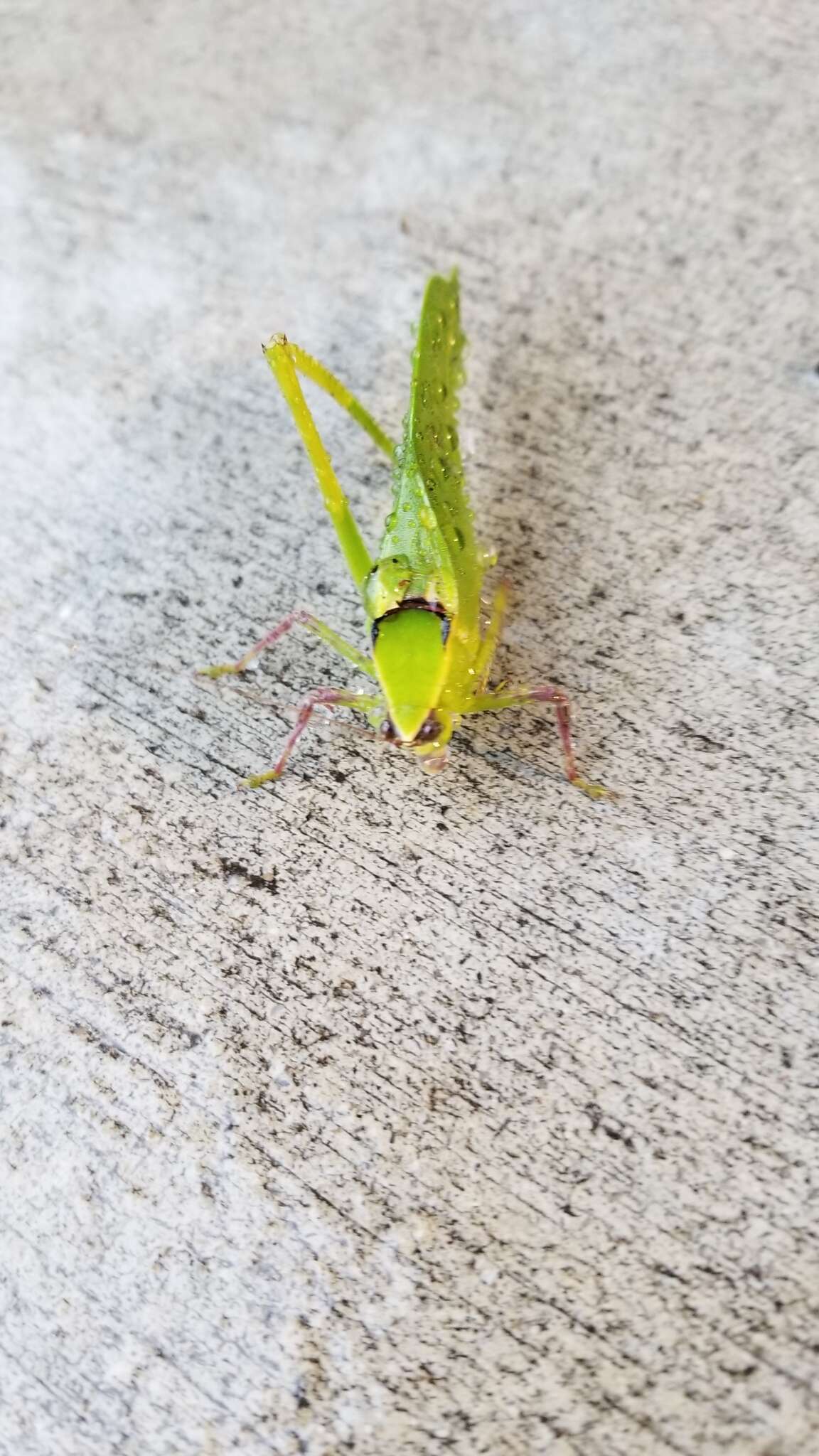 Image of Giant Katydid