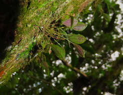 Image of Lepanthes yunckeri Ames