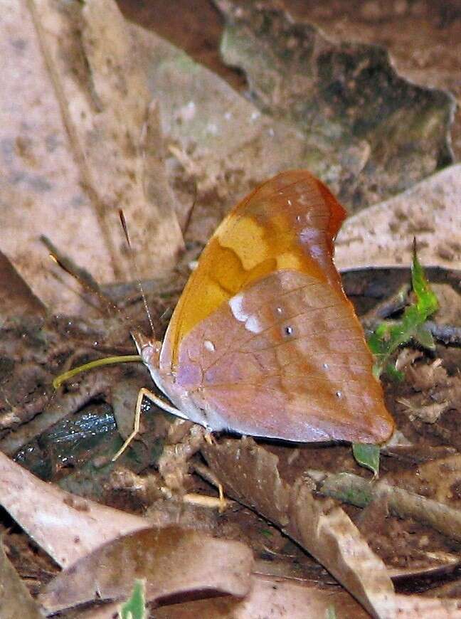 Image de Temenis laothoe meridionalis Ebert 1965