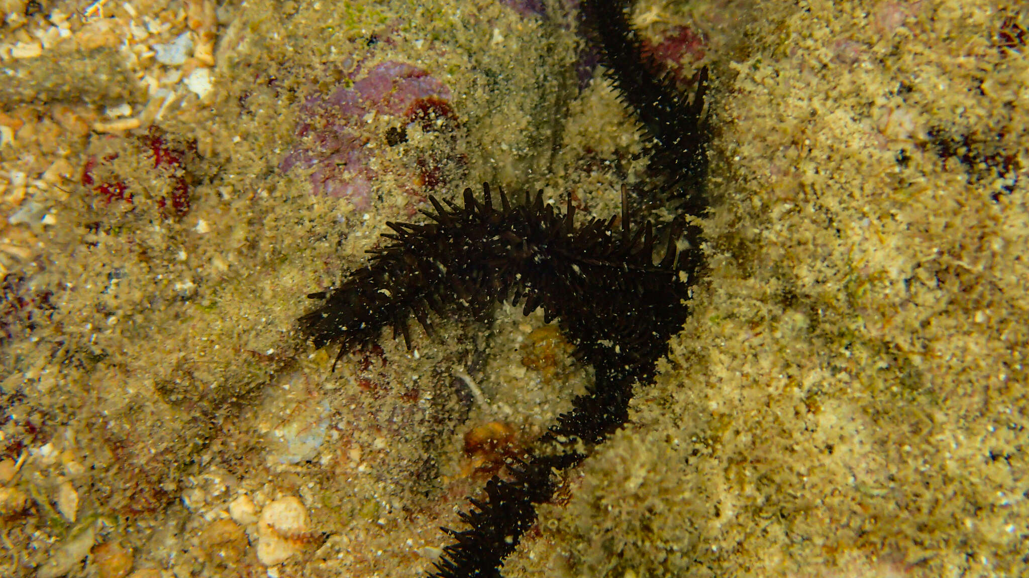 Image of Ophiocoma cynthiae Benavides-Serrato & O'Hara 2008
