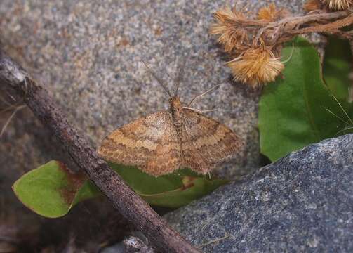 Image of Scopula rubraria Doubleday 1843