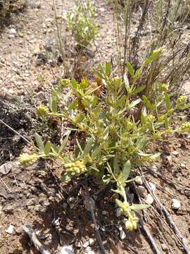 Image of Helianthemum squamatum (L.) Pers.