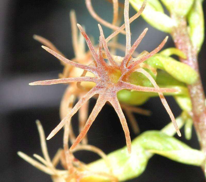Imagem de Holothrix grandiflora (Sond.) Rchb. fil.