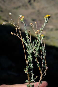 Image of Pentzia quinquefida (Thunb.) Less.