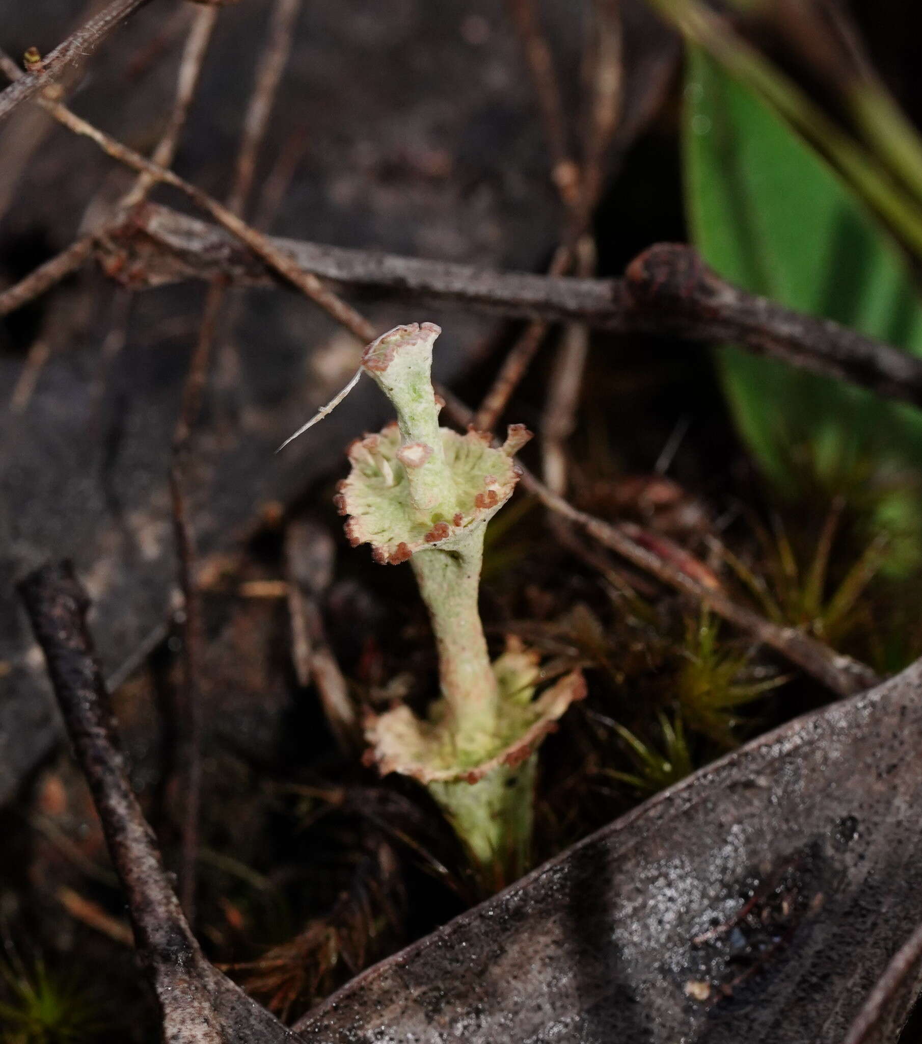 Image of cup lichen