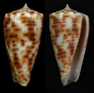 Image of Conus alexandrei (Limpalaër & Monnier 2012)