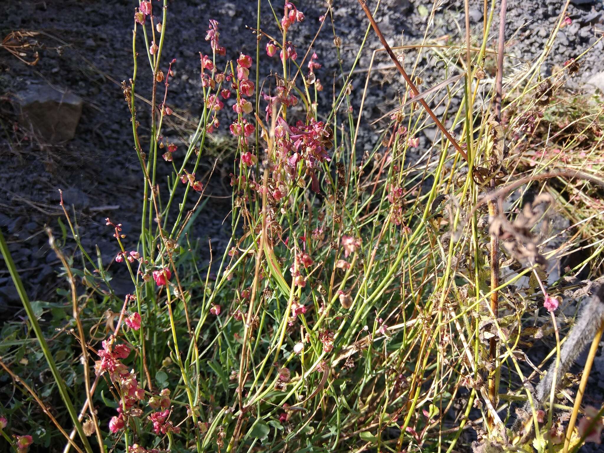 Rumex scutatus L. resmi